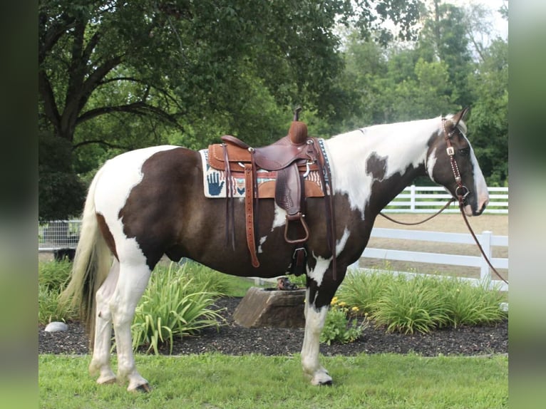 Cheval de trait Hongre 10 Ans 168 cm Tobiano-toutes couleurs in Allentown
