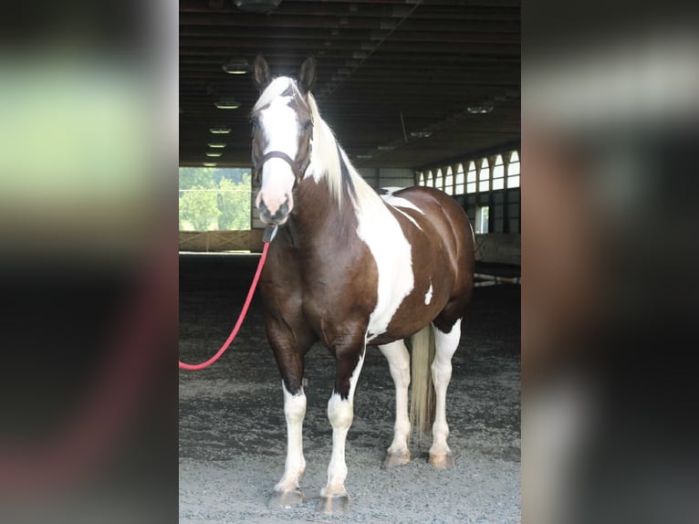 Cheval de trait Hongre 10 Ans 168 cm Tobiano-toutes couleurs in Allentown