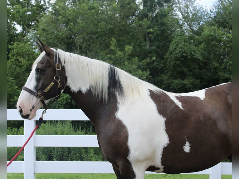 Cheval de trait Hongre 10 Ans 168 cm Tobiano-toutes couleurs in Allentown
