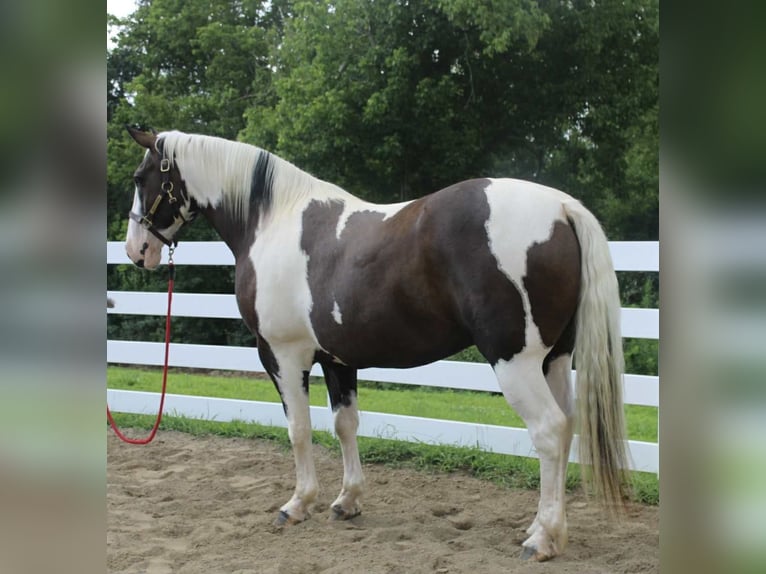 Cheval de trait Hongre 10 Ans 168 cm Tobiano-toutes couleurs in Allentown