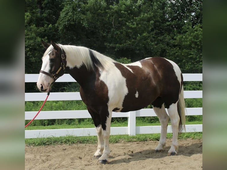 Cheval de trait Hongre 10 Ans 168 cm Tobiano-toutes couleurs in Allentown