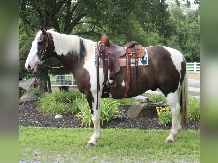 Cheval de trait Hongre 10 Ans 168 cm Tobiano-toutes couleurs in Allentown