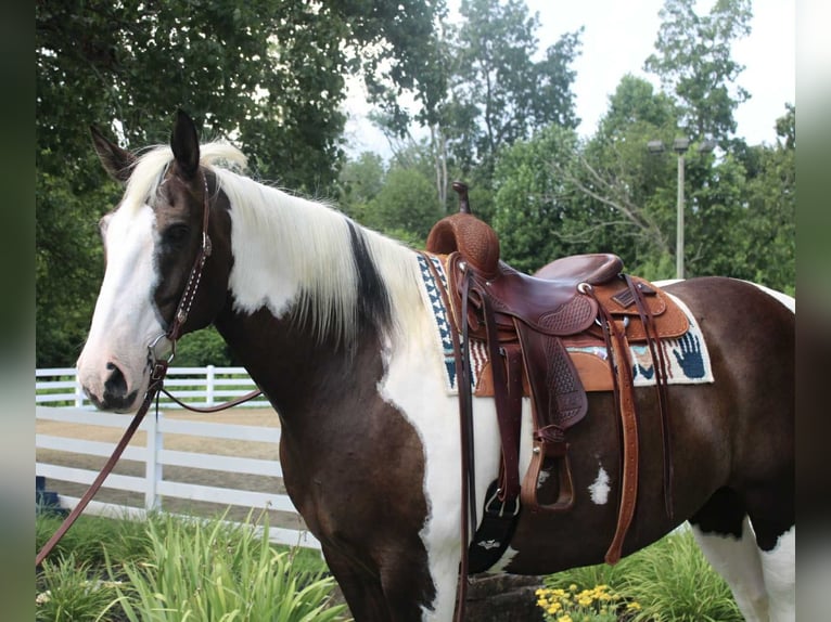 Cheval de trait Hongre 10 Ans 168 cm Tobiano-toutes couleurs in Allentown
