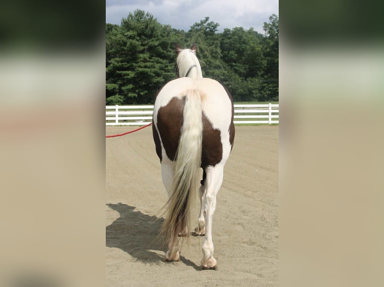 Cheval de trait Hongre 10 Ans 168 cm Tobiano-toutes couleurs in Allentown