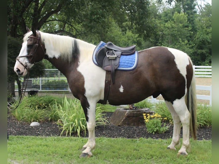 Cheval de trait Hongre 10 Ans 168 cm Tobiano-toutes couleurs in Allentown