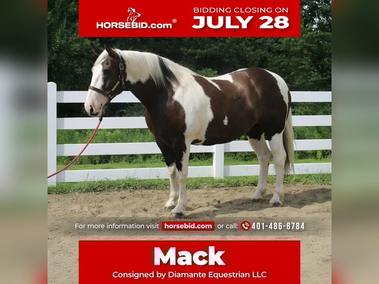 Cheval de trait Hongre 10 Ans 168 cm Tobiano-toutes couleurs in Allentown