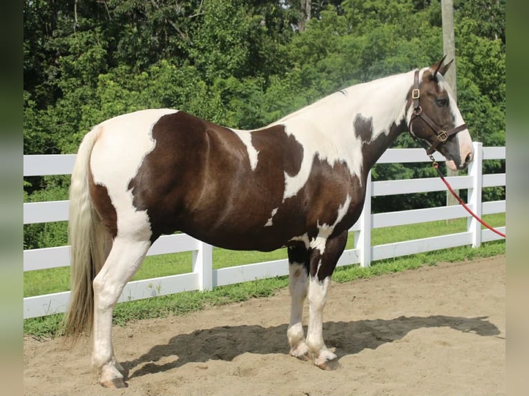 Cheval de trait Hongre 10 Ans 168 cm Tobiano-toutes couleurs in Allentown