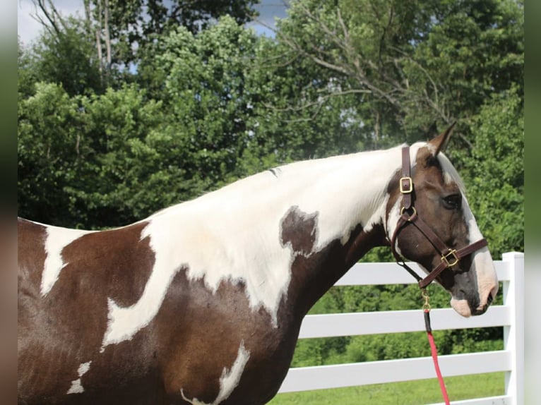 Cheval de trait Hongre 10 Ans 168 cm Tobiano-toutes couleurs in Allentown