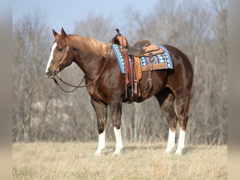 Cheval de trait Hongre 10 Ans Alezan brûlé in Brodhead KY