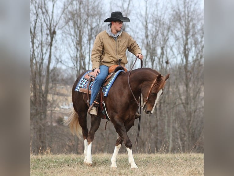 Cheval de trait Hongre 10 Ans Alezan brûlé in Brodhead KY