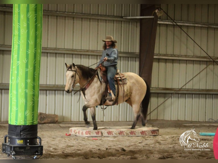 Cheval de trait Croisé Hongre 10 Ans Buckskin in Cody