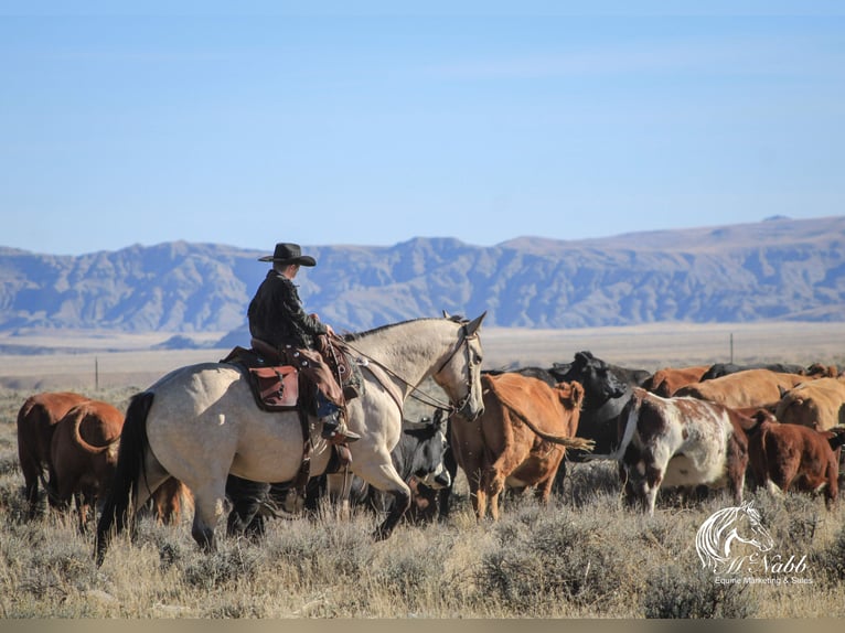 Cheval de trait Croisé Hongre 10 Ans Buckskin in Cody