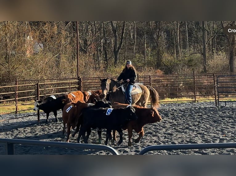 Cheval de trait Croisé Hongre 10 Ans Buckskin in New Holland