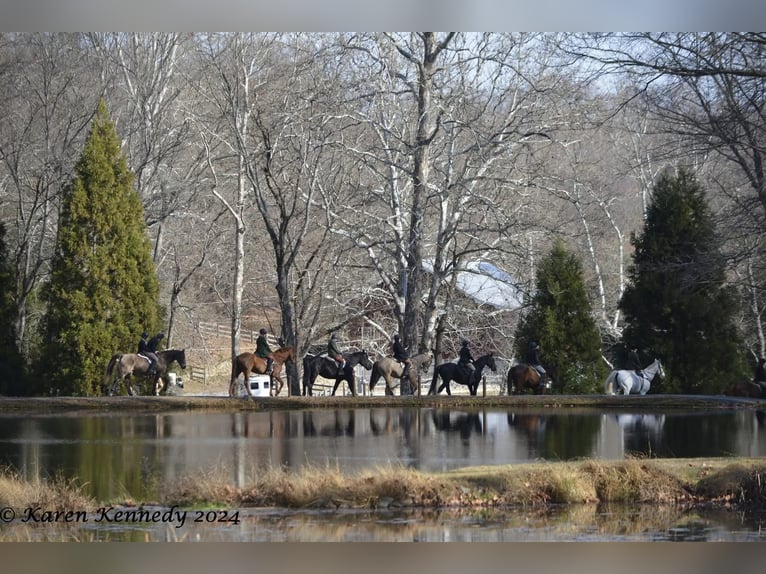 Cheval de trait Croisé Hongre 10 Ans Buckskin in New Holland