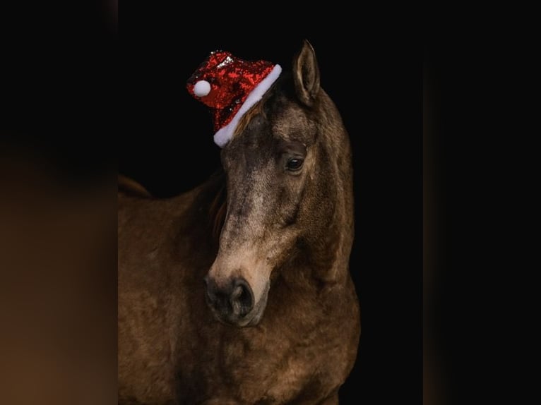 Cheval de trait Croisé Hongre 10 Ans Buckskin in New Holland