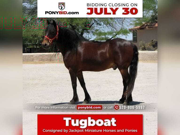 Cheval de trait Hongre 11 Ans 130 cm Bai cerise in Marana, AZ