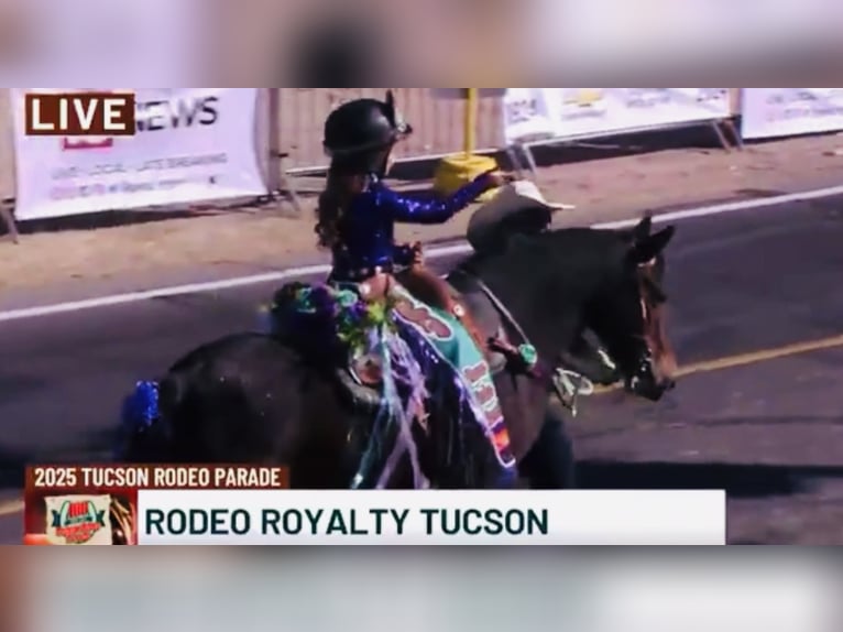 Cheval de trait Hongre 11 Ans 130 cm Bai cerise in Marana, AZ