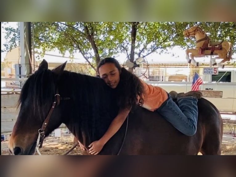 Cheval de trait Hongre 11 Ans 130 cm Bai cerise in Marana, AZ