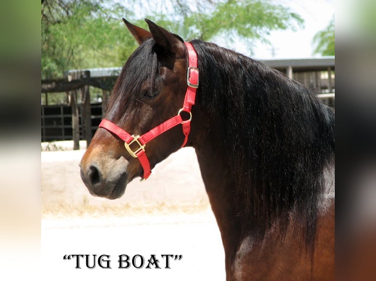 Cheval de trait Hongre 11 Ans 130 cm Bai cerise in Marana, AZ