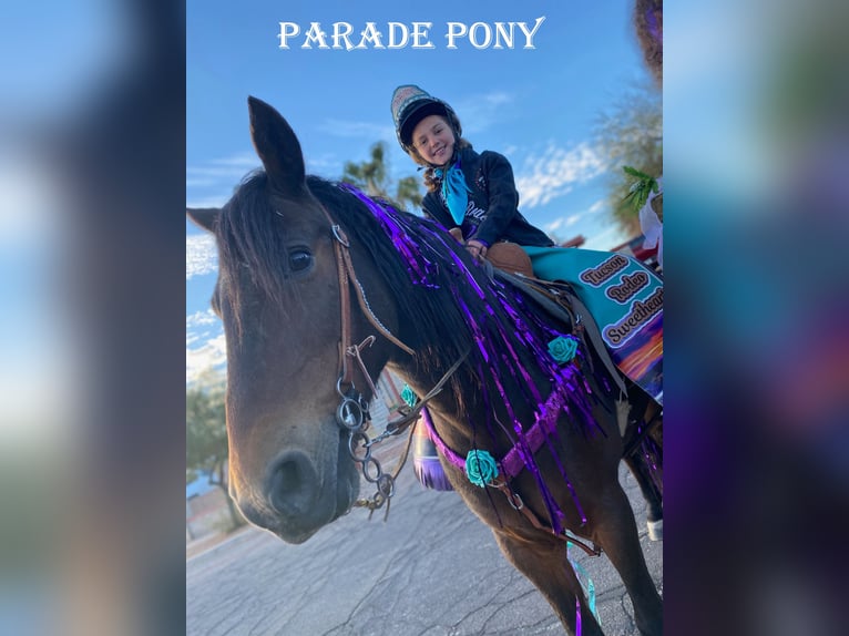 Cheval de trait Hongre 11 Ans 130 cm Bai cerise in Marana, AZ