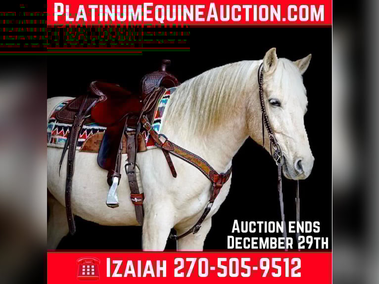 Cheval de trait Hongre 11 Ans 152 cm Palomino in Rineyville Ky