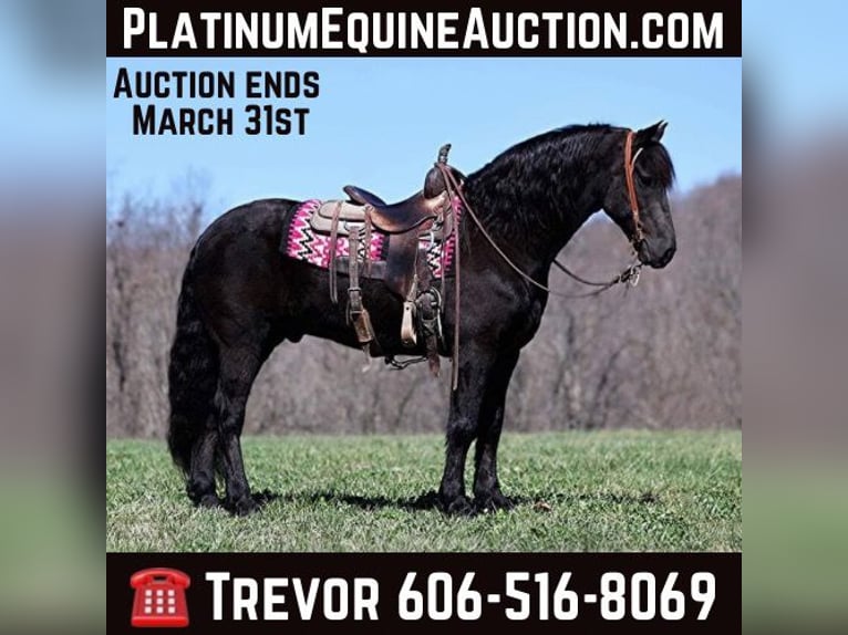 Cheval de trait Hongre 11 Ans 155 cm Noir in Parkers Lake KY