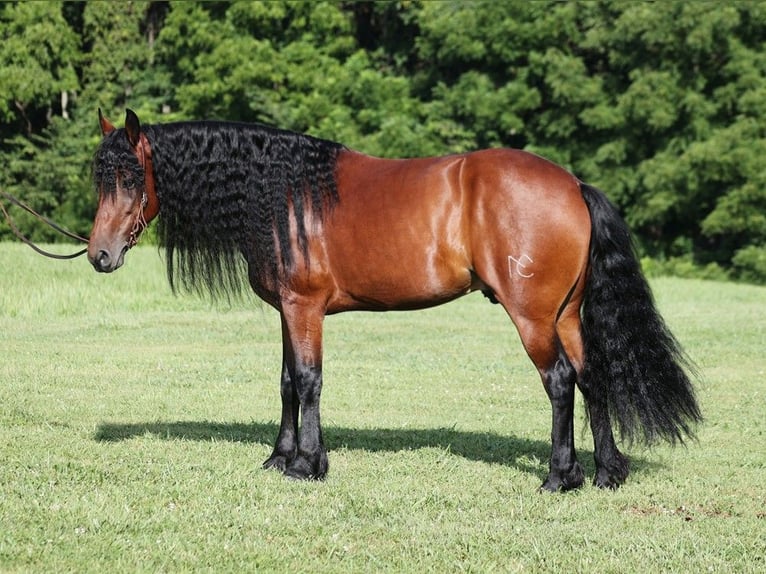 Cheval de trait Hongre 11 Ans 157 cm Bai cerise in Somerset, KY