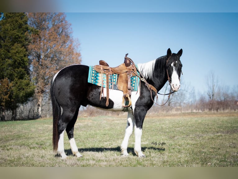 Cheval de trait Hongre 11 Ans 157 cm Tobiano-toutes couleurs in Greensburg KY