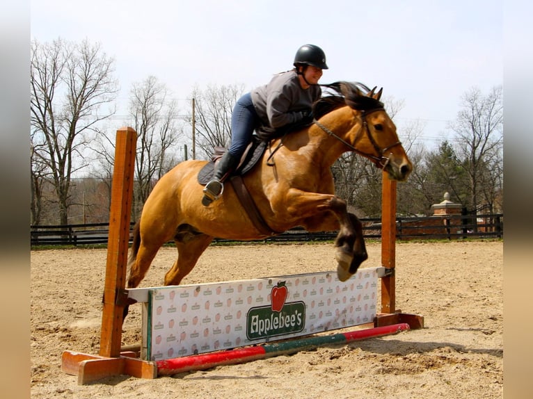 Cheval de trait Hongre 11 Ans 160 cm Isabelle in Highland MI