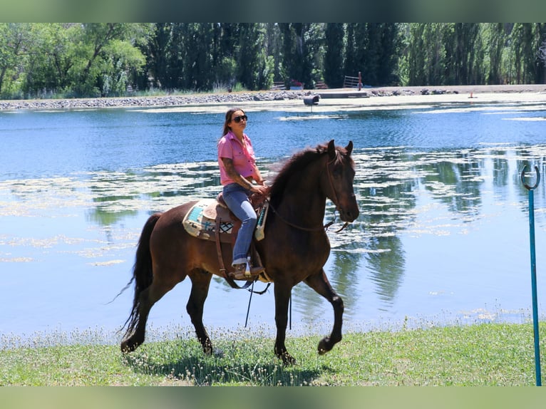 Cheval de trait Hongre 11 Ans 163 cm Bai cerise in Pleasant Grove MO