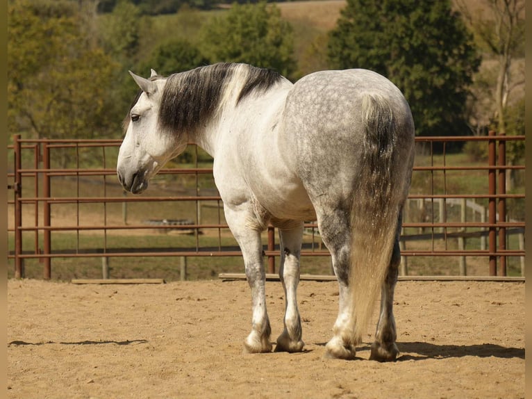 Cheval de trait Croisé Hongre 11 Ans 163 cm Gris in Fresno