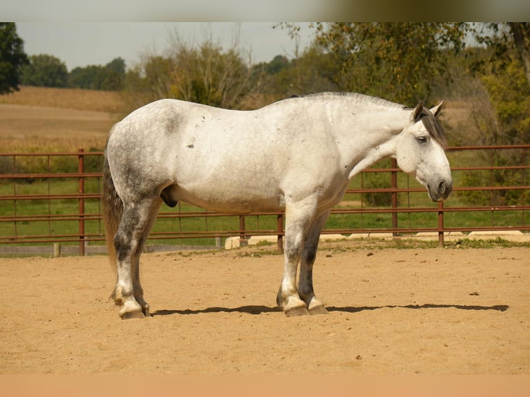 Cheval de trait Croisé Hongre 11 Ans 163 cm Gris in Fresno
