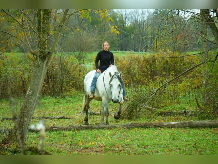 Cheval de trait Croisé Hongre 11 Ans 163 cm Gris in Fresno