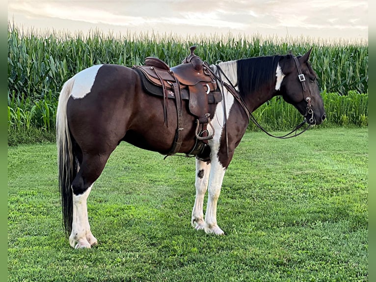 Cheval de trait Hongre 11 Ans 163 cm Tobiano-toutes couleurs in Zearing IA