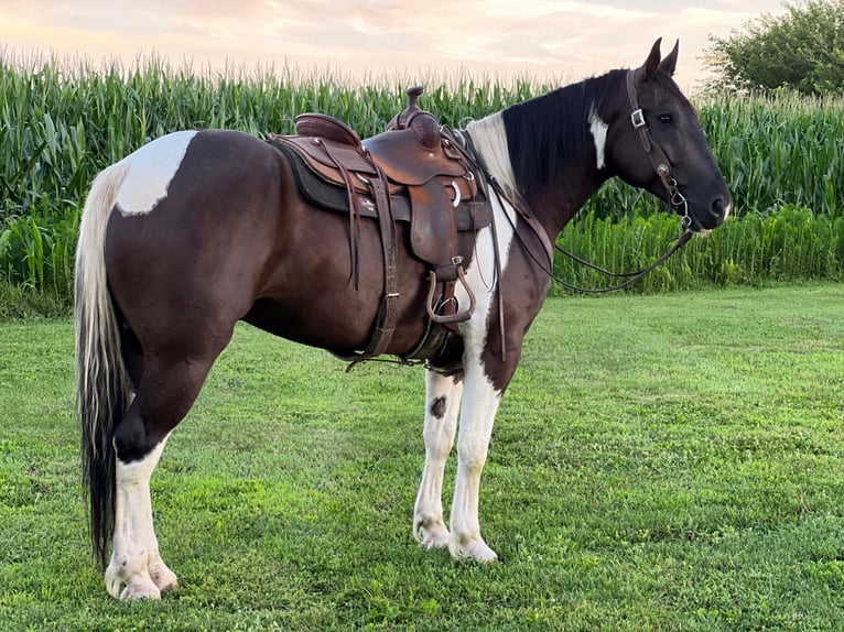 Cheval de trait Hongre 11 Ans 163 cm Tobiano-toutes couleurs in Zearing IA