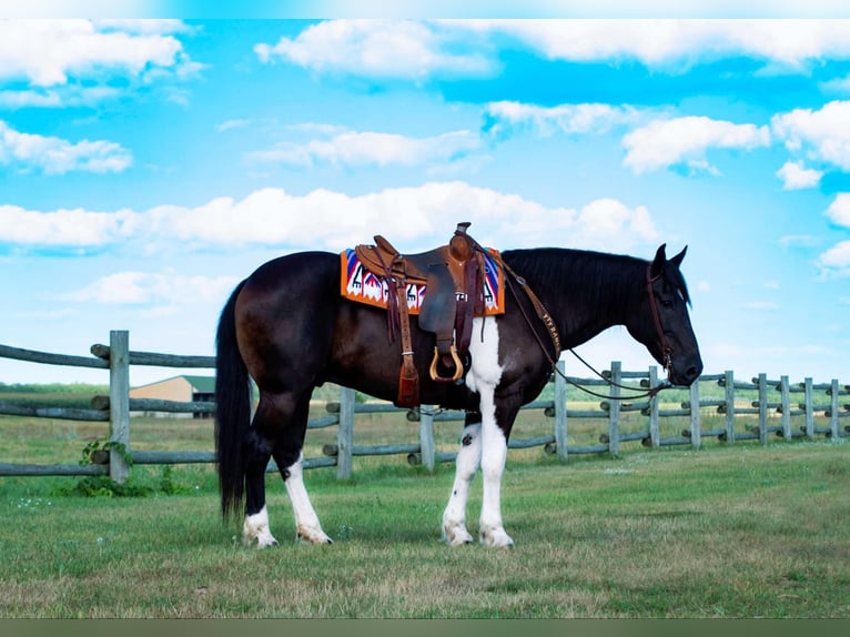 Cheval de trait Hongre 11 Ans 163 cm Tobiano-toutes couleurs in NEvis Mn