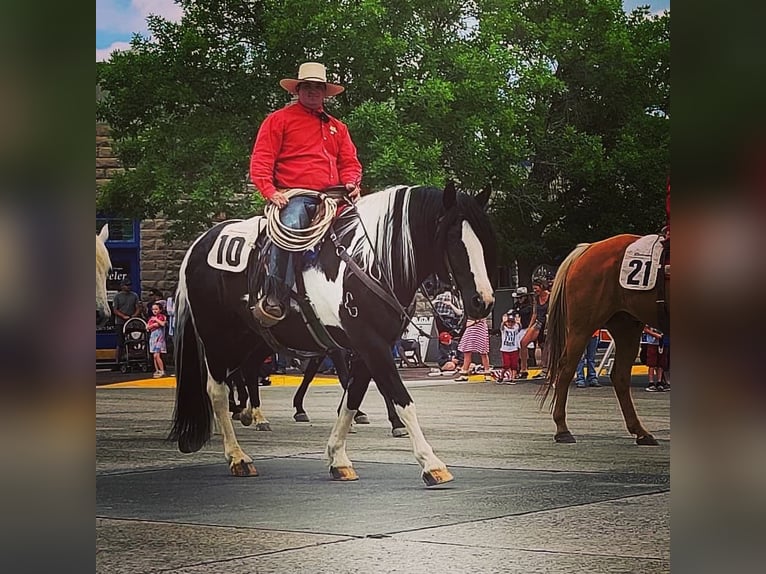 Cheval de trait Croisé Hongre 11 Ans 170 cm Tobiano-toutes couleurs in Powell, WY