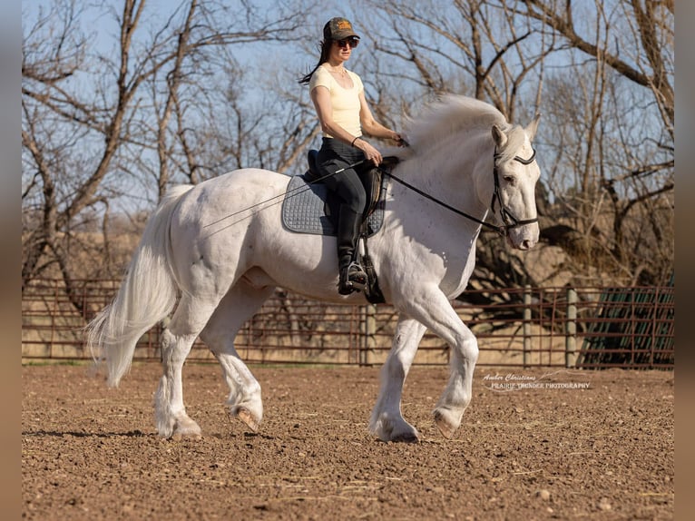 Cheval de trait Croisé Hongre 11 Ans 173 cm Gris pommelé in Belle Fourche