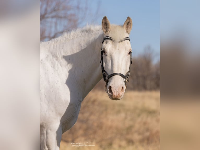 Cheval de trait Croisé Hongre 11 Ans 173 cm Gris pommelé in Belle Fourche