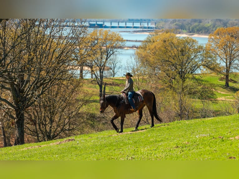 Cheval de trait Croisé Hongre 11 Ans 178 cm Roan-Bay in Quitman