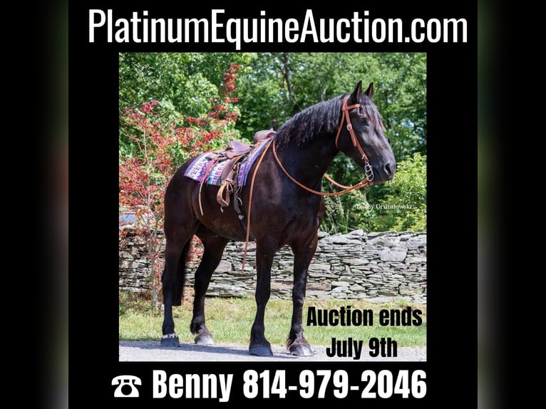 Cheval de trait Hongre 11 Ans 183 cm Noir in Everett PA