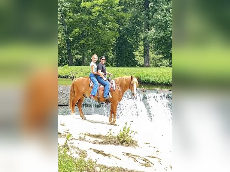 Cheval de trait Croisé Hongre 11 Ans Alezan cuivré in Henderson