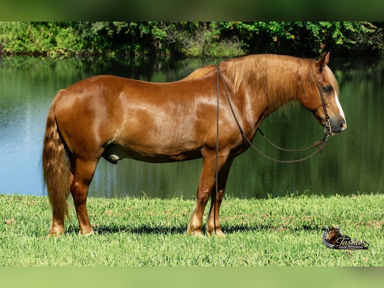 Cheval de trait Croisé Hongre 11 Ans Alezan cuivré in Henderson