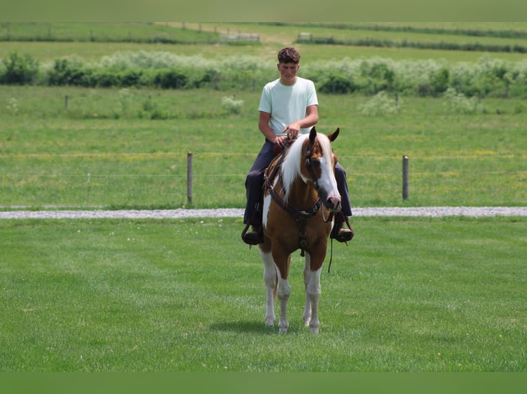 Cheval de trait Hongre 11 Ans Pinto in Millersburg