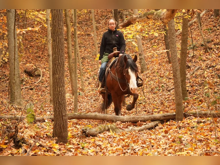 Cheval de trait Croisé Hongre 12 Ans 147 cm Bai cerise in Fresno, OH