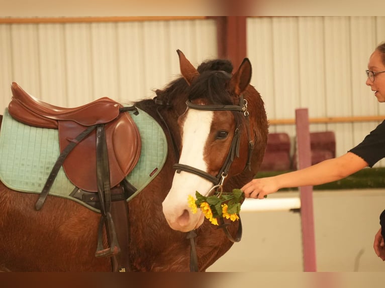 Cheval de trait Croisé Hongre 12 Ans 147 cm Bai cerise in Fresno, OH