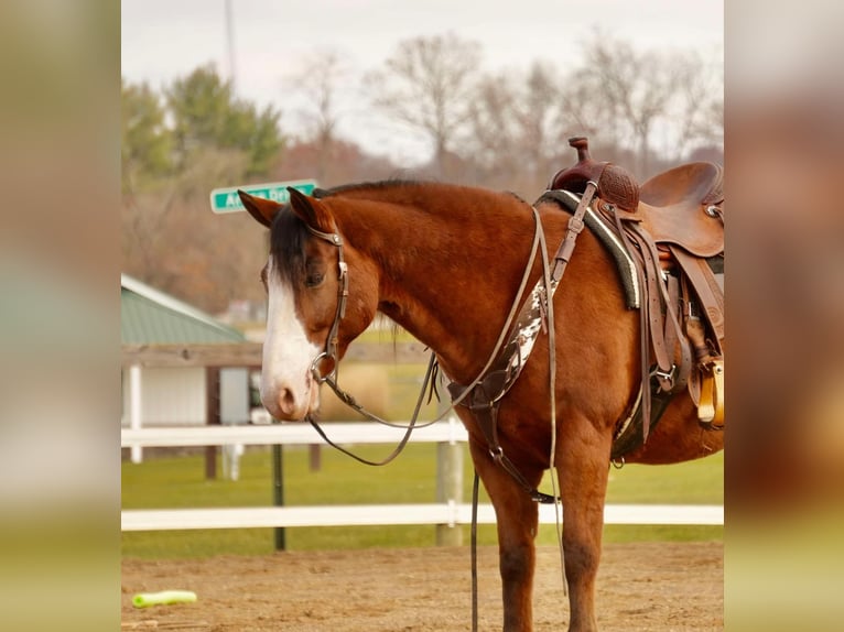 Cheval de trait Croisé Hongre 12 Ans 147 cm Bai cerise in Fresno, OH