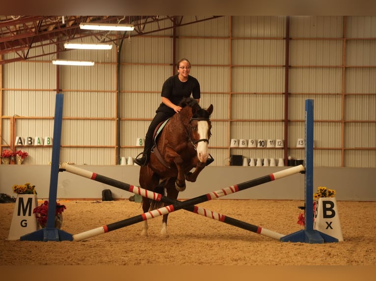 Cheval de trait Croisé Hongre 12 Ans 147 cm Bai cerise in Fresno, OH