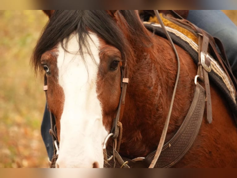 Cheval de trait Croisé Hongre 12 Ans 147 cm Bai cerise in Fresno, OH