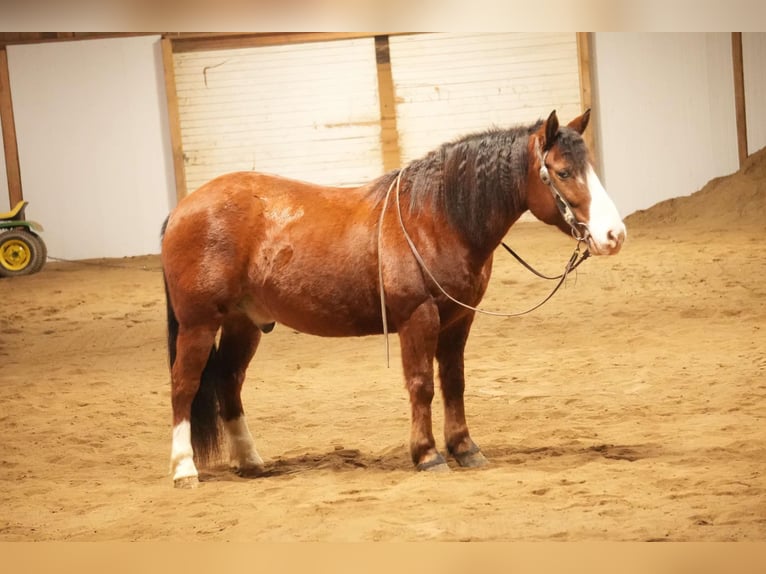 Cheval de trait Croisé Hongre 12 Ans 147 cm Bai cerise in Fresno, OH